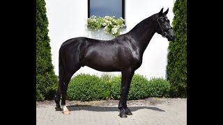 Video von Total Secret