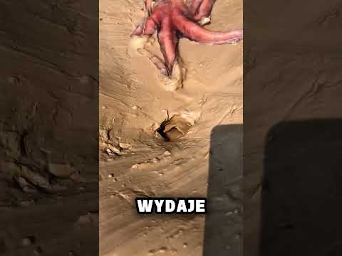 Biedna rybka vs ośmiornica🐟😢🐙