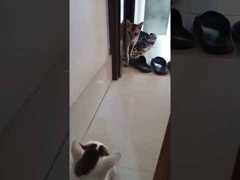 cat#nicely #cat_crying #park #fun #catsofinstagram #catlover #