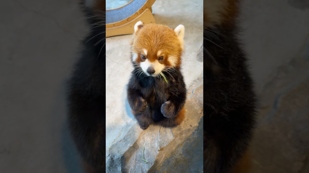 This Is Why Everyone Loves Red Pandas#redpanda #cute #animals #petlovers #fyp