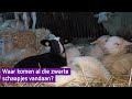 Veel meer zwarte lammetjes geboren, mysterie voor herders