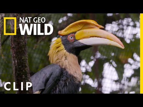 Hornbill Cancer Removal (Clip) | Secrets of the Zoo