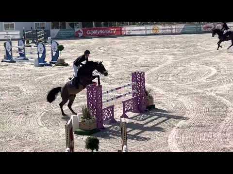 Otello De Guldenboom 2014 stallion BWP (Tobago Z x Caretino) 1.40m Class CSI3* Oliva