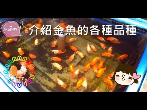 金魚品種