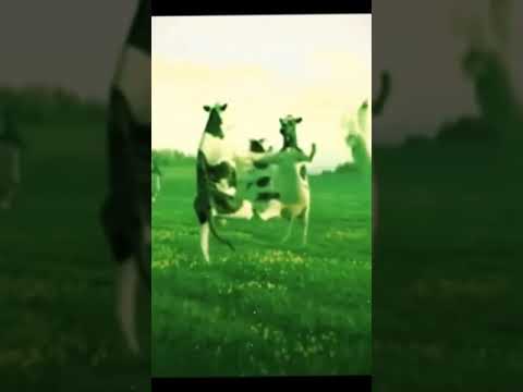 Cow dance #cowdance