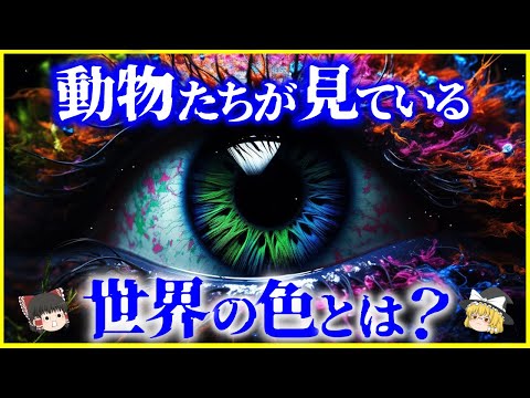 パラゾアンサス・アキネラエ