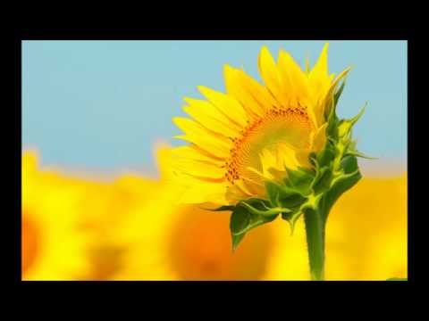 Shahin & Simon - The Rebel 2