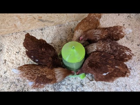 Futterautomat mit Füßen, 2, 4 oder 8 Kg grün I Hühner, Geflügel Futterspender, Genial