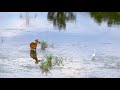 Deer Drinking Water Deer And Heron Cute Deer Pankaj Kumar