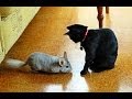 Chinchilla vs Cat