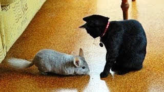 Chinchilla vs Cat