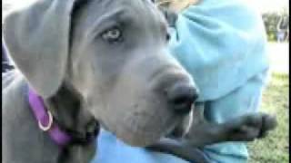 Great Danes- rated "P"  for PUPPIES!!