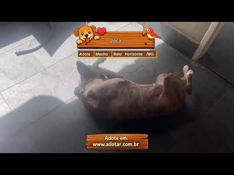 Vídeo de Joca