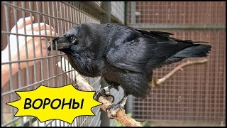 ВОРОНЫ НА РЕЙТАРСКОЙ 🐦 Интересный Киев