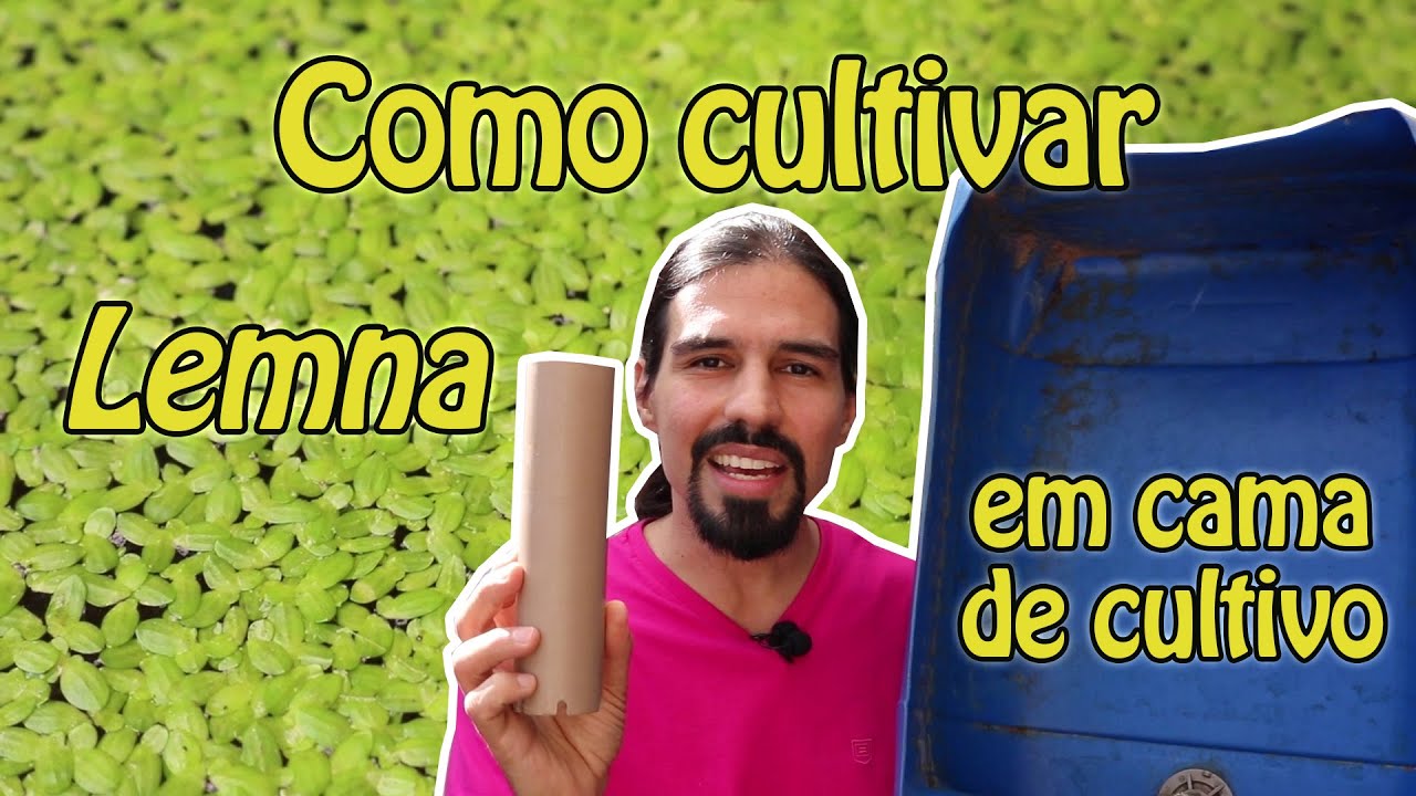 Como cuidar de lentilha d'água - Faça uma cama de cultivo!