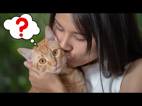 貓奴才都想知道的問題:貓咪理解什麼是親吻和擁抱嗎? (Do Cats Understand Kisses and Hugs?)