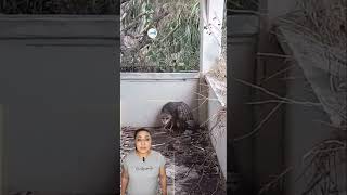 Download lagu A Bruja, a Shapeshifter or a Weird acting Owl? mp3