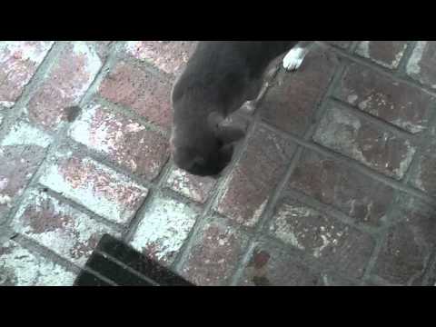 cats days byefren duenas