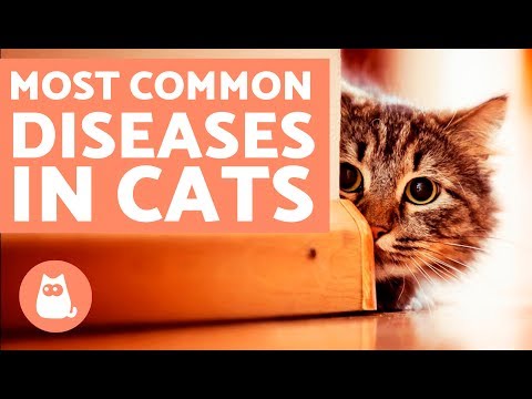 The 10 Most Common Diseases in Cats - YouTube