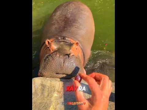 Anh ấy đã cho con HÀ MÃ khổng lồ ăn một QUẢ NHO nhỏ xíu 😂🦛 #shorts