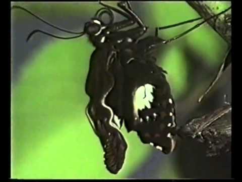 Смотреть видео