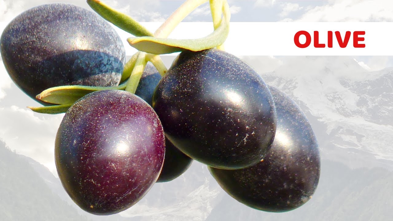 1 porzione di olive al mattino, fai queste cose al tuo corpo | Quali sono i vantaggi delle olive