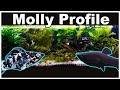 Molly Fish Care And Breeding Let S Clear Up All The Confusion