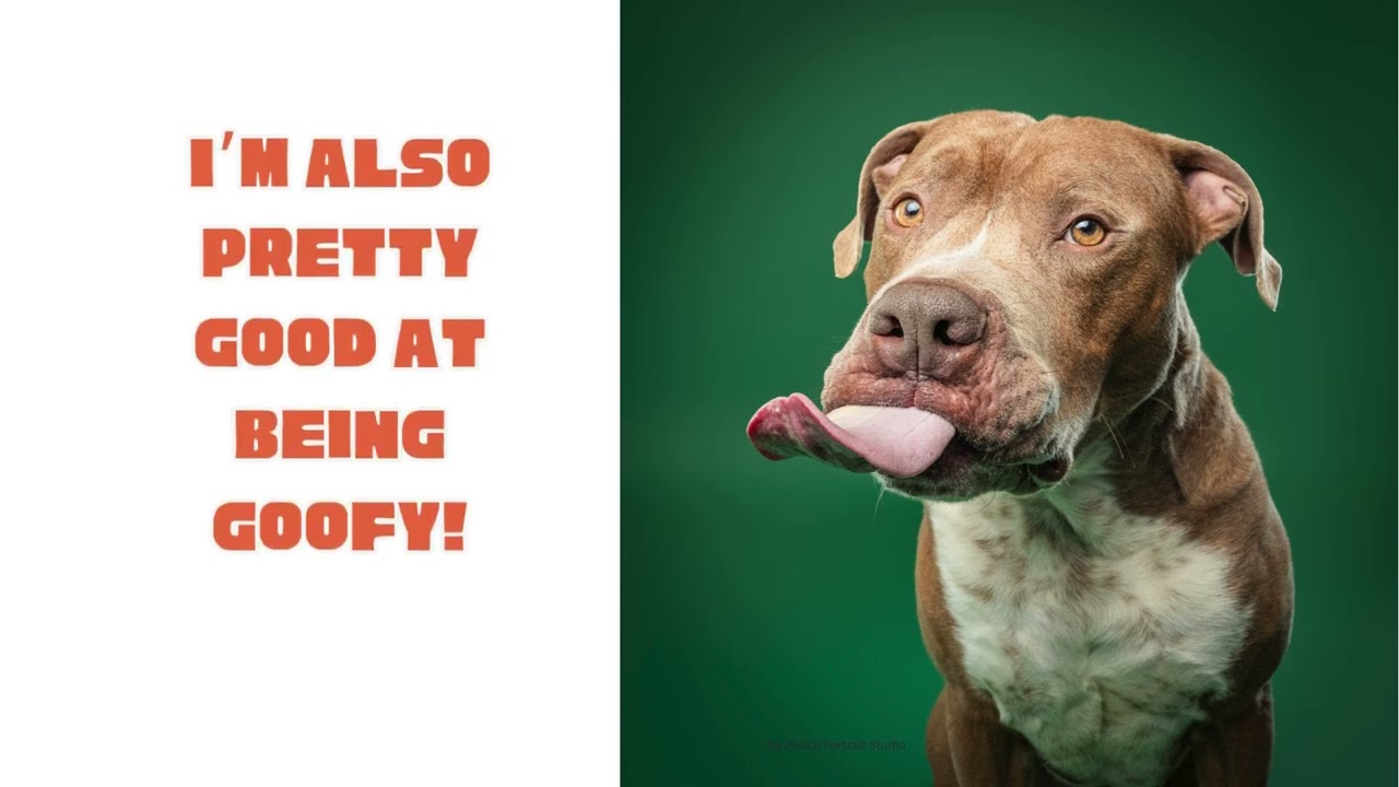 Bruno, a Adoptable mixed breed in York, PA video 2/6