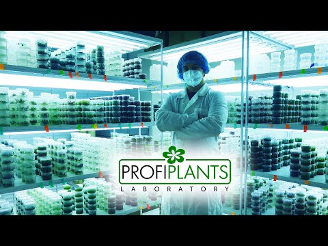 Jak vznikají Profiplants in-vitro rostliny