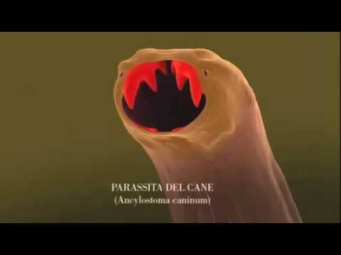 Concetto di un parassita e un parassitismo Quello che è possibile dare al bambino fino a 1 anno da vermi