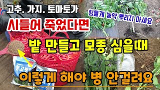 고추.가지.토마토가 시들어 죽은 경험이 있다면 밭만들고 모종심을때 이것 뿌리고 심어야 병안걸려요 청고병풋마름…