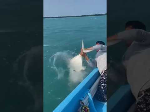 WTF just happened on this boat?! 🐡🤯