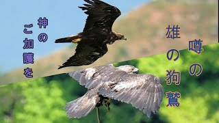 雄狗鷲が武士（もののふ）のごとくThe eagle is like a warrior.