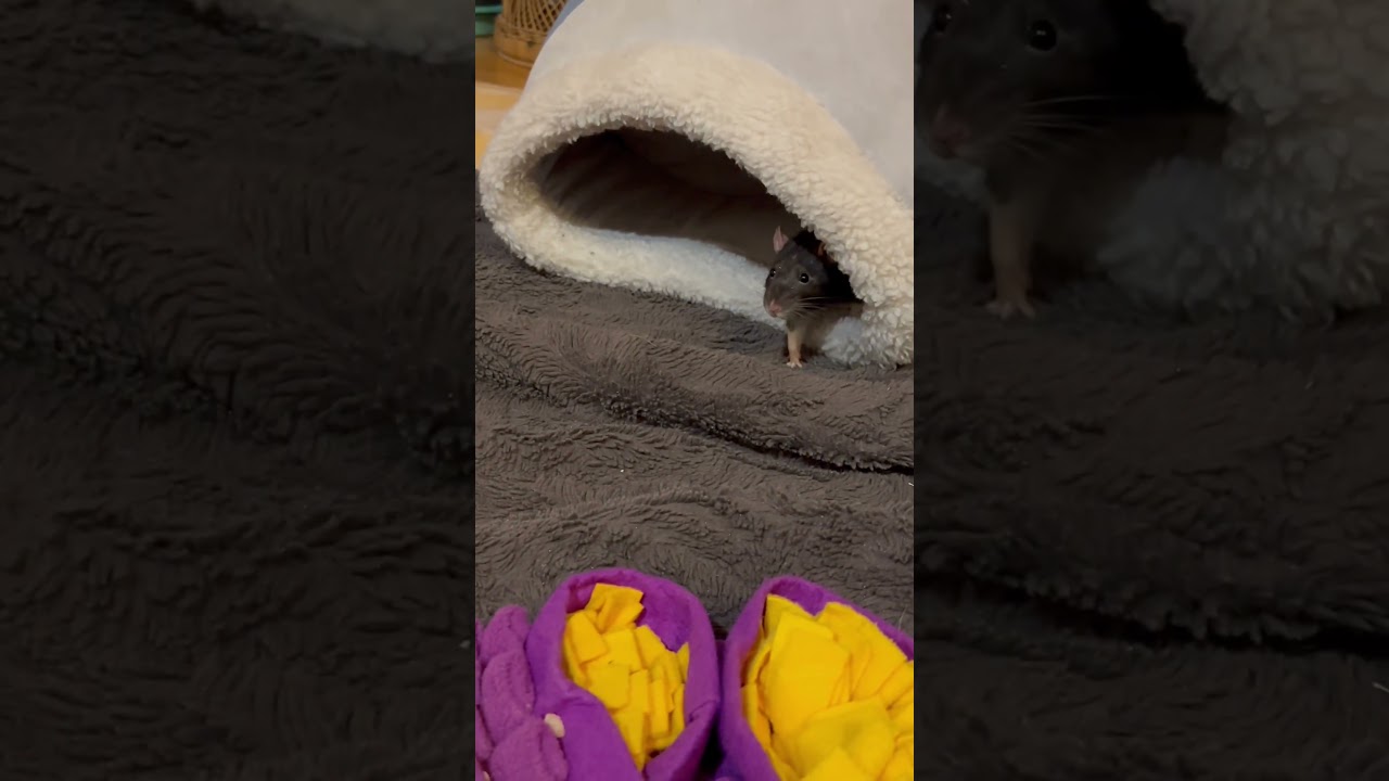 Enlarge Moosehead (bonded to Milwaukee & Molson), a Adoptable Rat in Hamilton, ON video 6/6