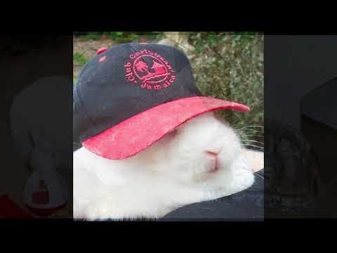 Bunny (by Captain Plaid)