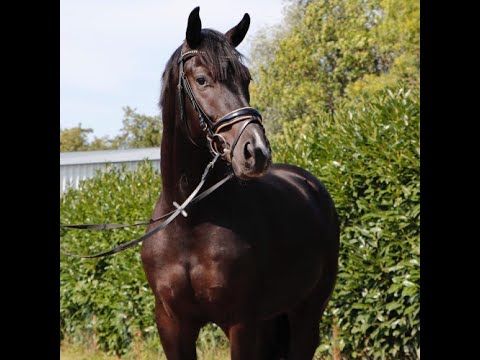 2018 Hanoverian stallion by /Hengst von SECRET www.sporthorses-online.com