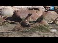 Sea Lion Sounds | Baja California | Lindblad Expeditions-National Geographic