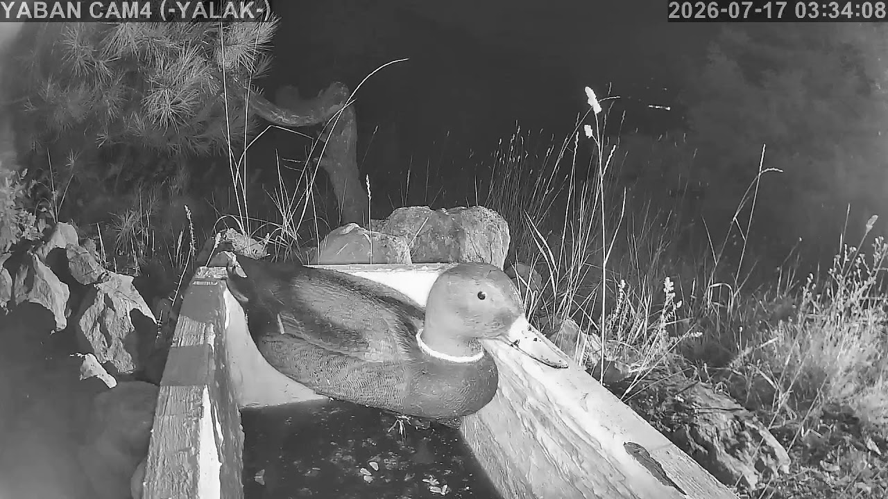 Live webcam view of Cámara del Abrevadero de Fauna Silvestre