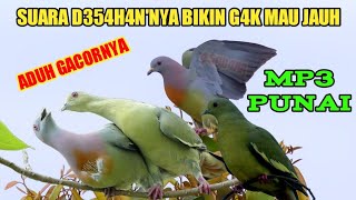 Download lagu 🔴SUARA PIKAT BURUNG PUNAI BETINA & JANTAN | PALING JERNIH MP3 mp3