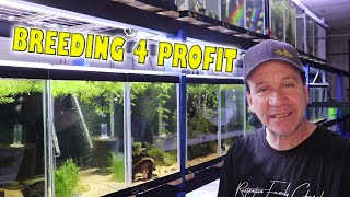 Breeding for Profit: Do You Really Want to Sell Online??