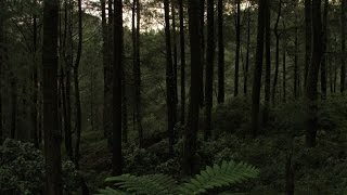 preview picture of video 'Kawasan Hutan Pinus dan Kebun Teh Malino'