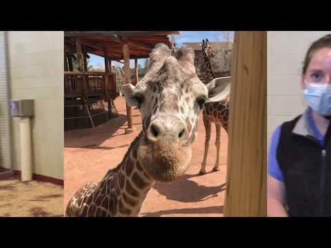 Viv and Panya Participate in Hoof Care Training