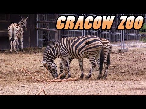 Krakow ZOO - Poland (4k)