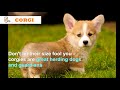 The Seven CUTEST Puppy Breeds In The World