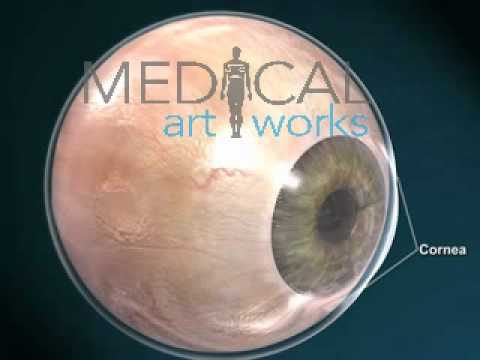 3D Medical Animation | Anatomy of the eye