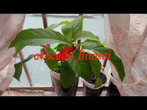 Avocado Bonsai @Success trial's #DIY sa baso Plantita