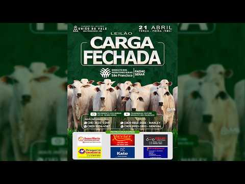 Leilão de Gado - Leilão Carga Fechada São Francisco - MG