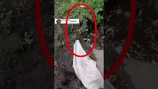 Download lagu mancing ikan channa limbata, ikan bogo, atau ikan kotes BESAR mp3 Download lagu mancing ikan channa limbata, ikan bogo, atau ikan kotes BESAR mp3