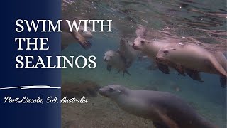 Swim with Sealions @ Port Lincoln, SA, Australia　#travel #visitaustralia #adventure #naturelovers