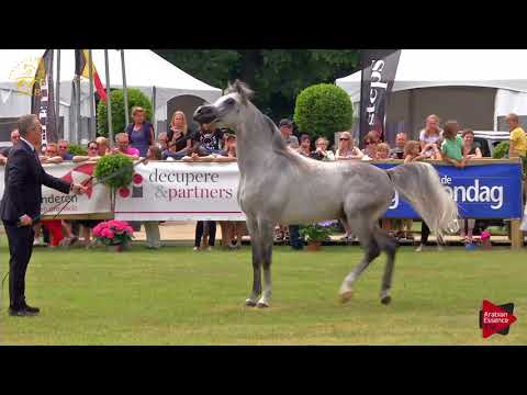 N.180 SUNDOWN KA - Bruges 2018 Int B - 4-6 Years Old Stallions (Class 113)